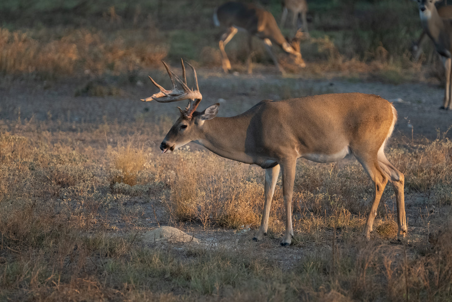 Guides Blend Wildlife Attractant - Cherry Apple
