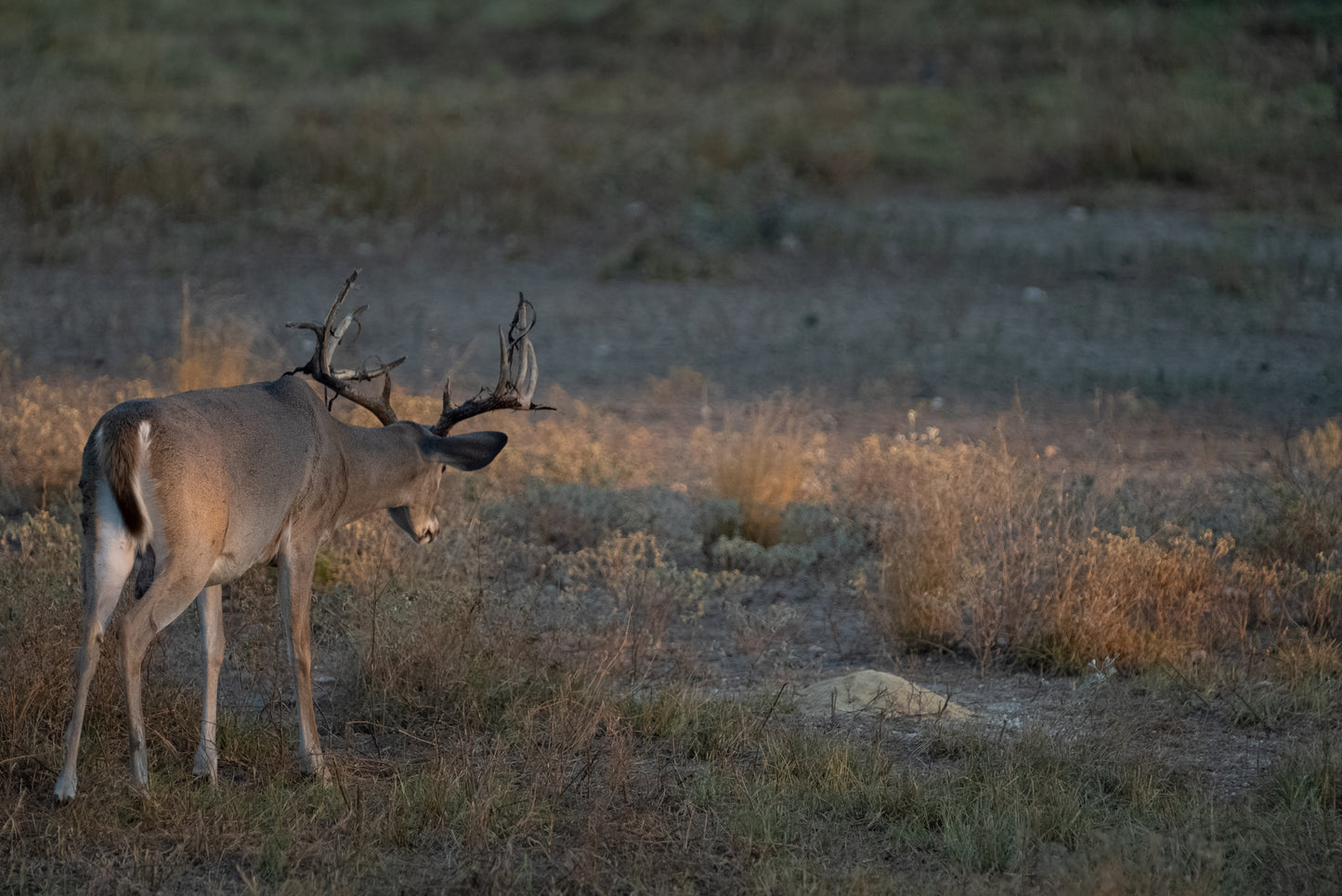 Guides Blend Wildlife Attractant - Cherry Apple