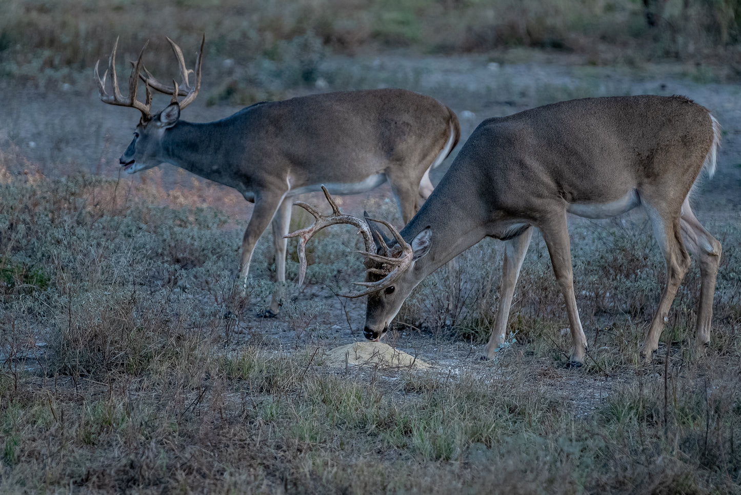 Guides Blend Wildlife Attractant - Cherry Apple
