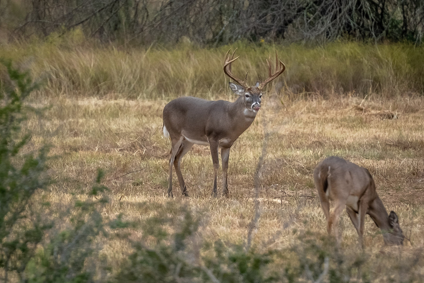 Guides Blend Wildlife Attractant - Cherry Apple