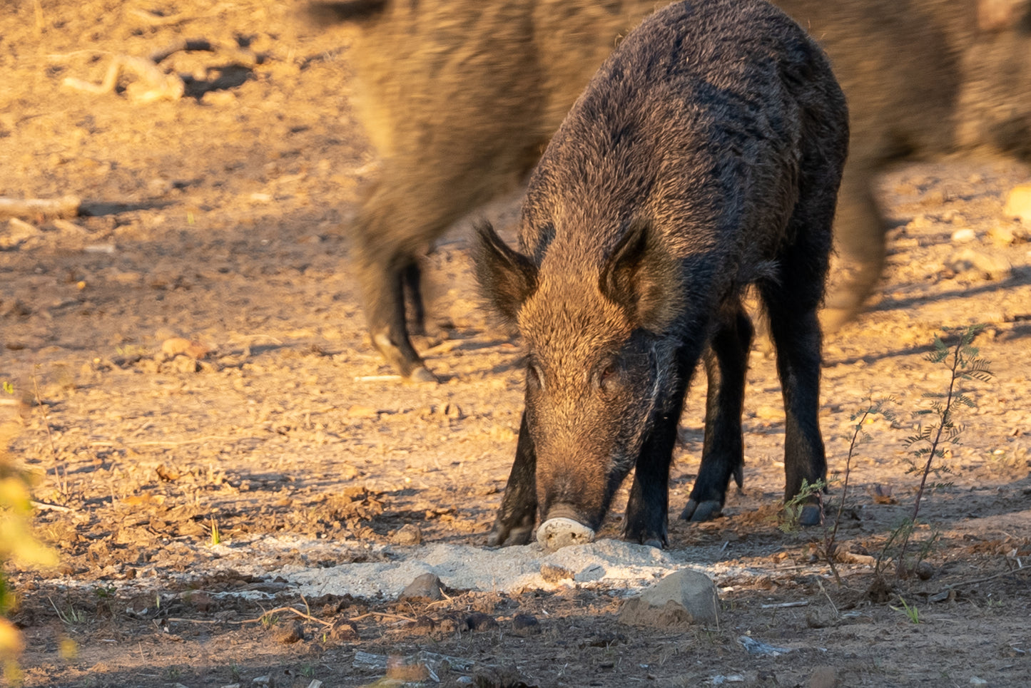 Guides Blend "Boar Blend"