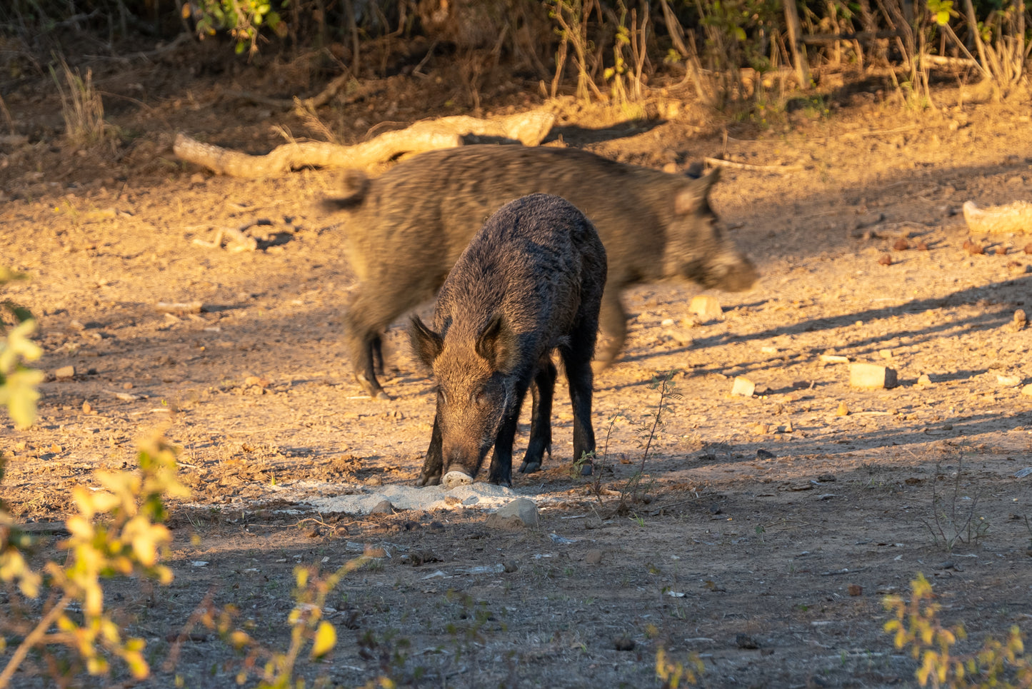 Guides Blend "Boar Blend"