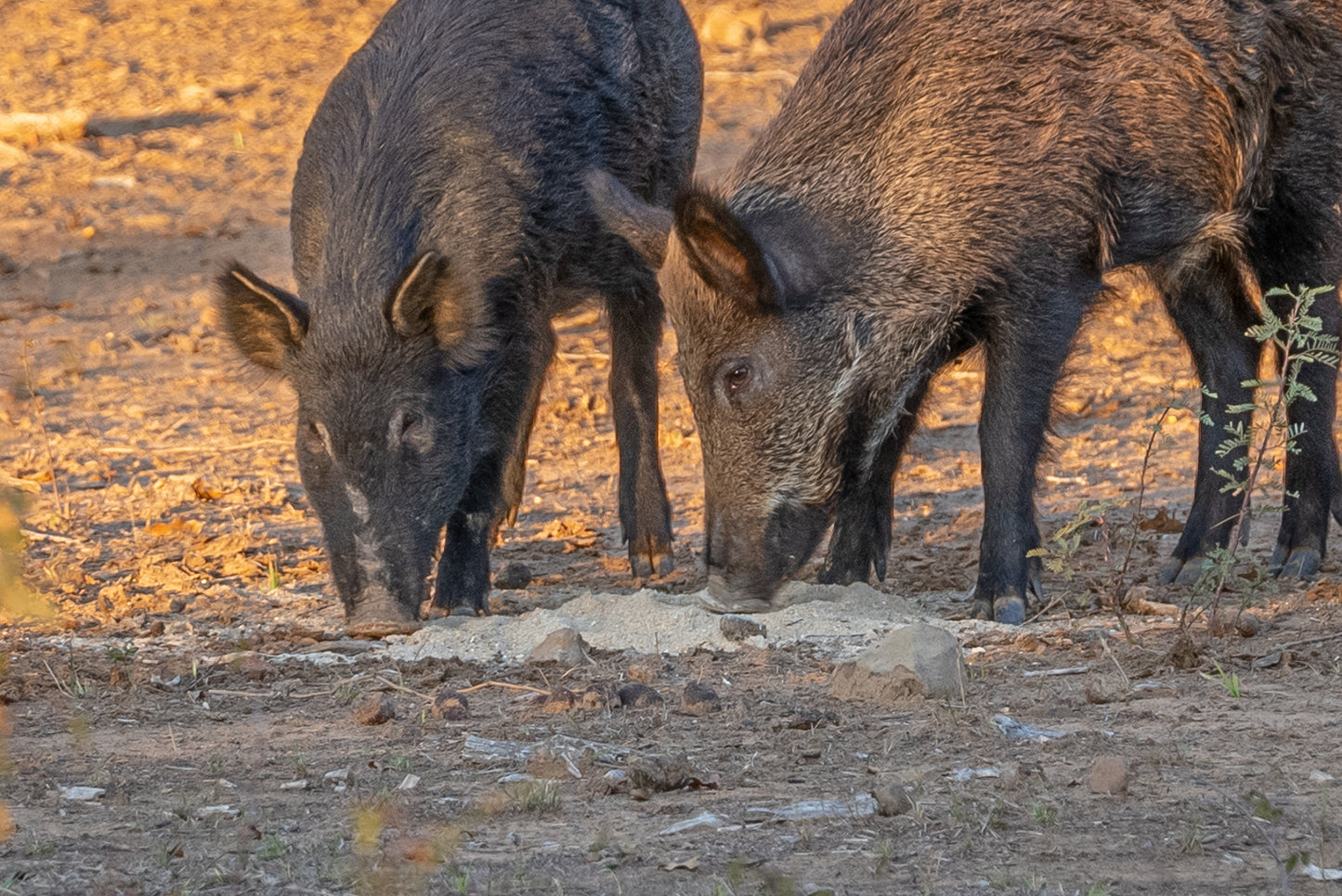 Guides Blend "Boar Blend"