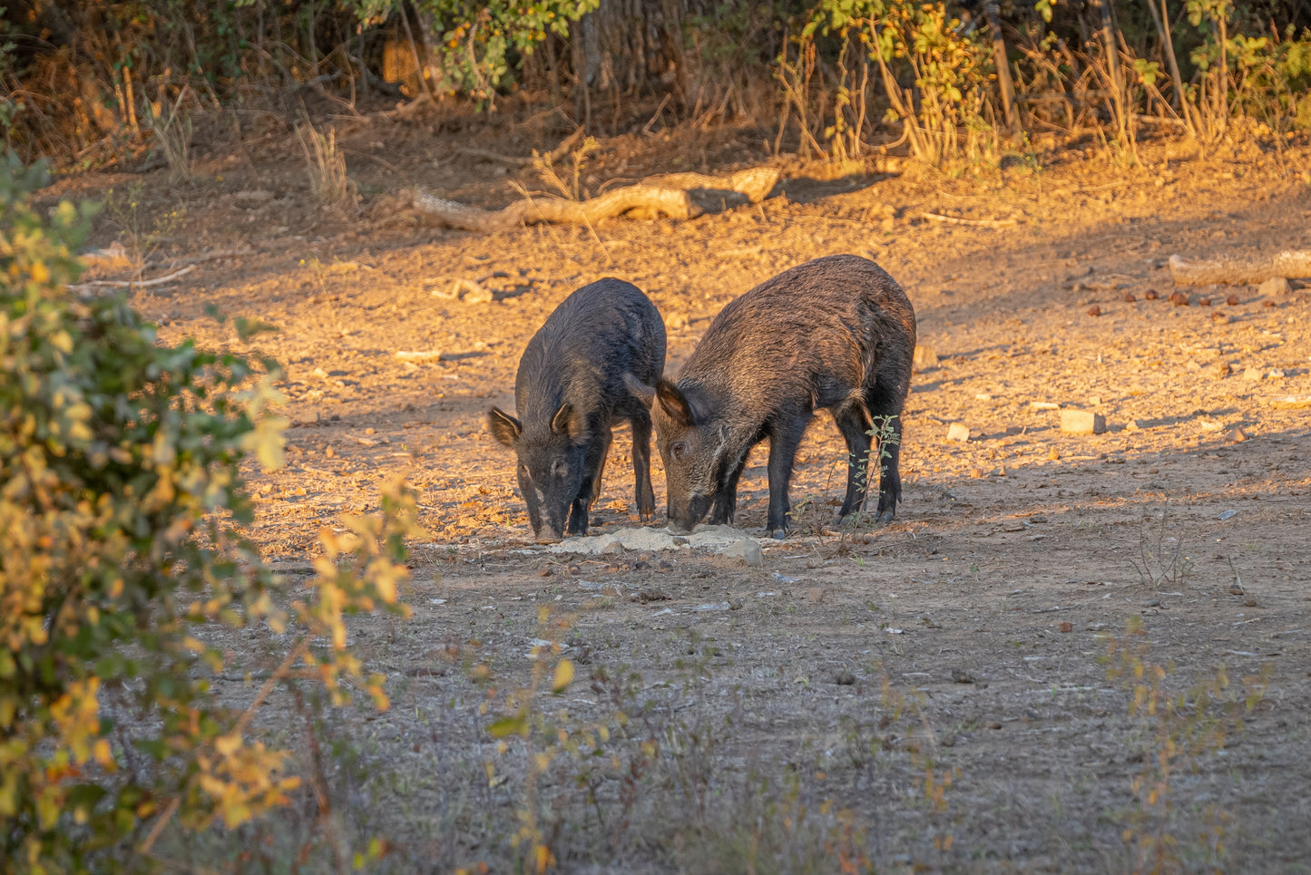 Guides Blend "Boar Blend"
