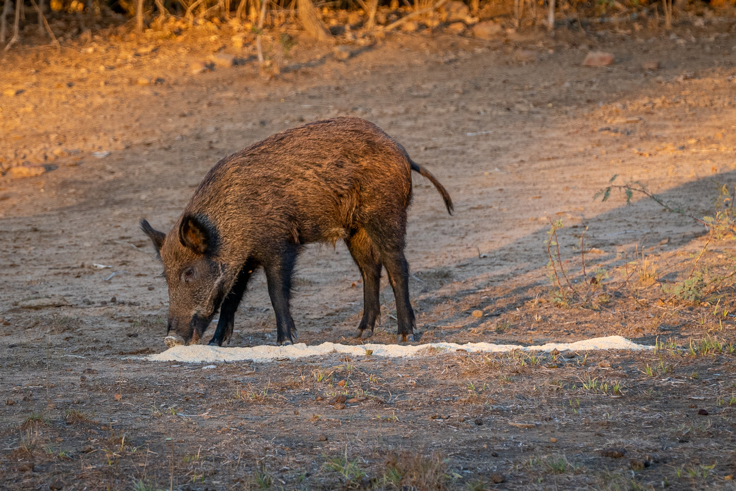 Guides Blend "Boar Blend"