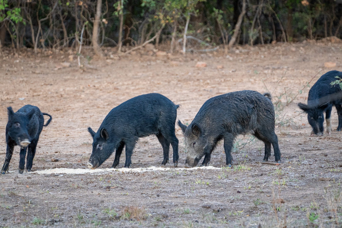 Guides Blend "Boar Blend"