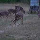 Guides Blend Wildlife Attractant