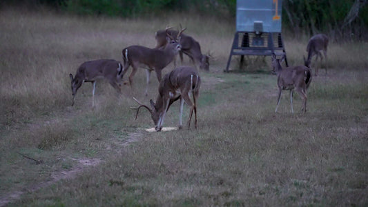 Guides Blend Wildlife Attractant - Cherry Apple