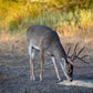 Guides Blend Wildlife Attractant