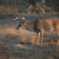 Guides Blend Wildlife Attractant