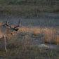 Guides Blend Wildlife Attractant