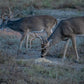 Guides Blend Wildlife Attractant