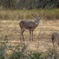 Guides Blend Wildlife Attractant