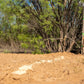 Guides Blend Wildlife Attractant