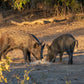 Guides Blend Boar Blends