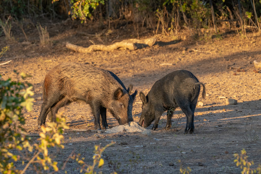 Guides Blend "Boar Blend"