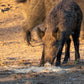 Guides Blend Boar Blends