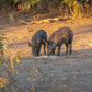 Guides Blend Boar Blends