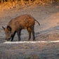 Guides Blend Boar Blends