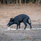 Guides Blend Boar Blends