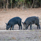 Guides Blend Boar Blends