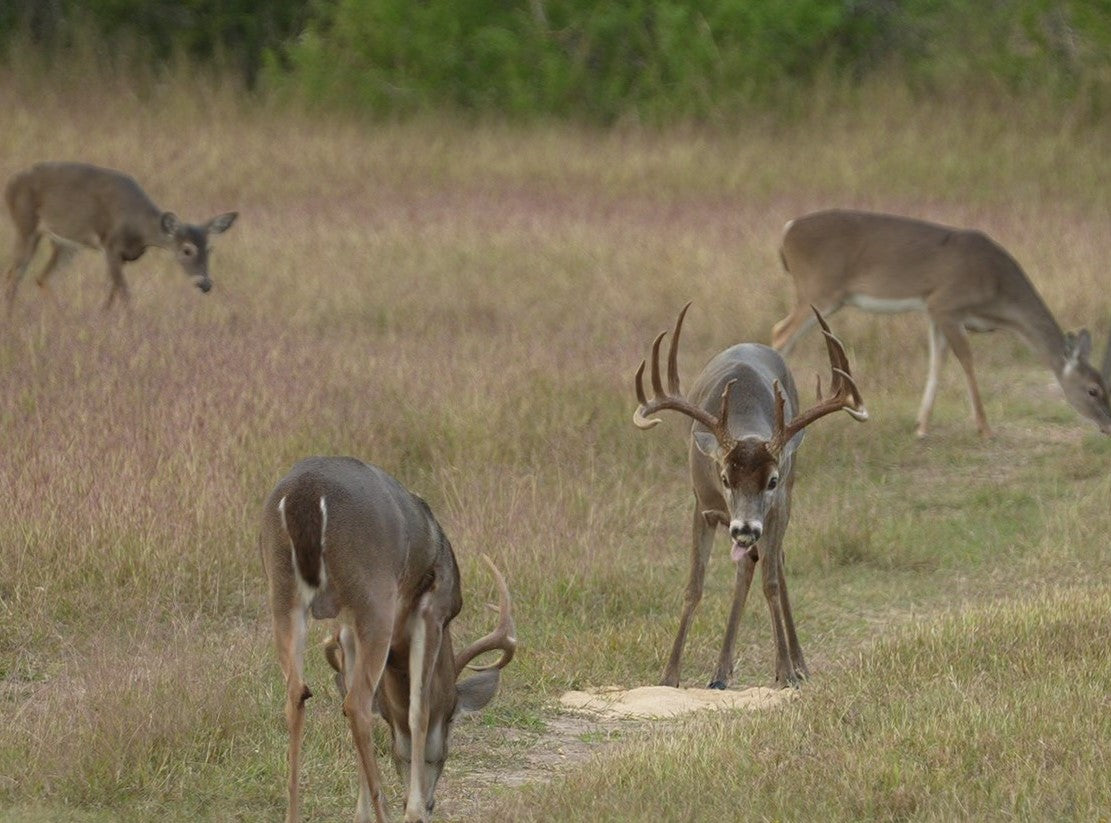 Guides Blend Wildlife Attractant - Molasses