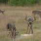 Guides Blend Wildlife Attractant