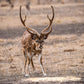 Guides Blend Wildlife Attractant