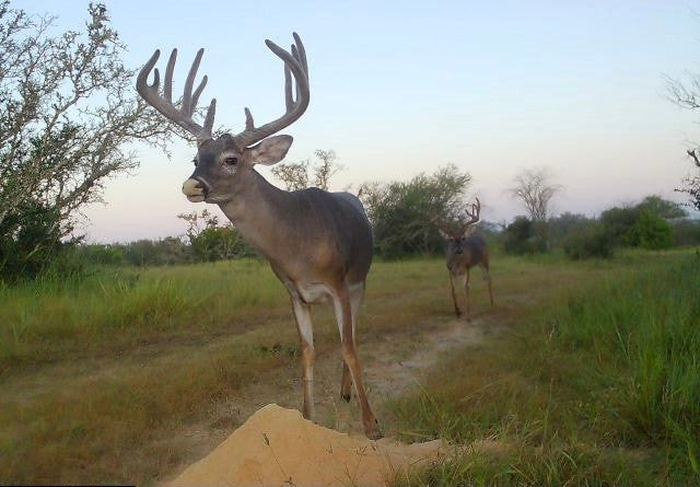 Guides Blend Wildlife Attractant - Molasses