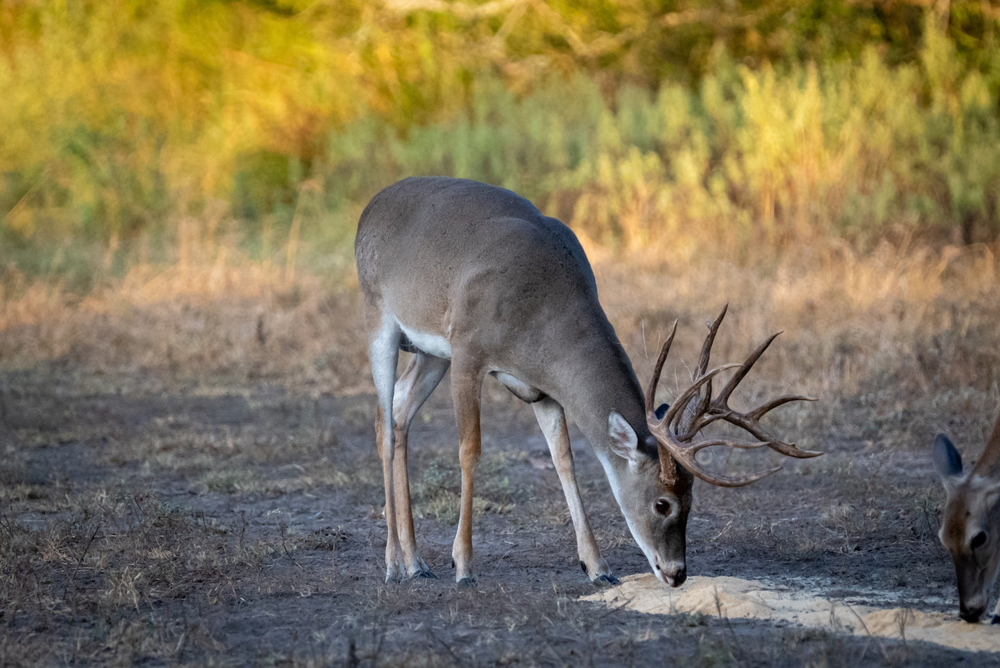 Guides Blend Wildlife Attractant - Molasses