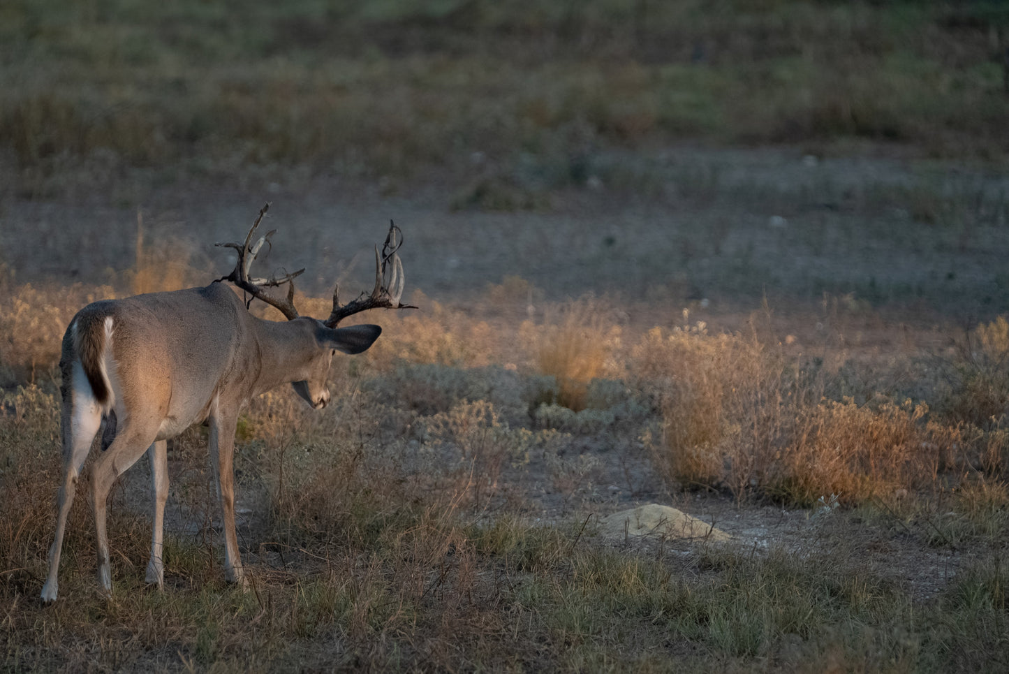 Guides Blend Wildlife Attractant - Molasses