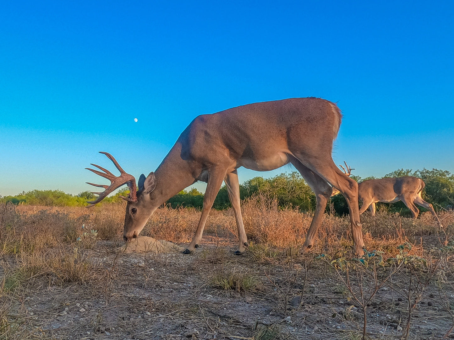 Guides Blend Wildlife Attractant - Molasses