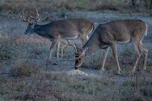 Guides Blend Wildlife Attractant - Molasses